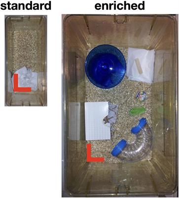 Environmental Enrichment Improves Vestibular Oculomotor Learning in Mice